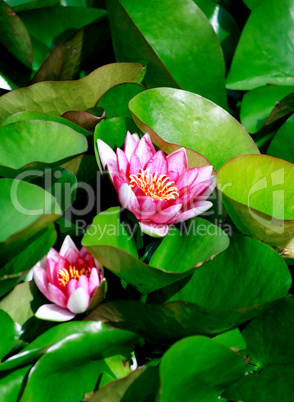 Waterlilies On Green Leaves