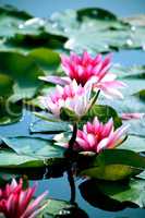 Waterlilies On Green Leaves