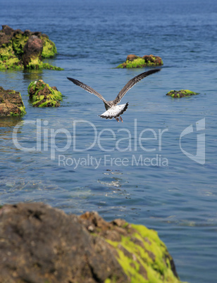 Gull Above Sea