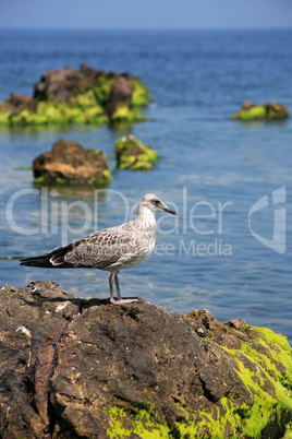 Gull On The Stone