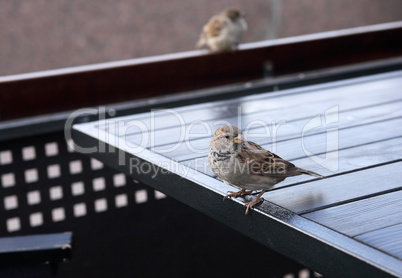 Sparrow In Cafe