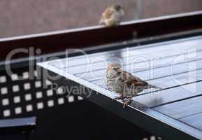 Sparrow In Cafe