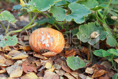 Pumpkin On Garden Bed
