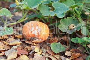 Pumpkin On Garden Bed