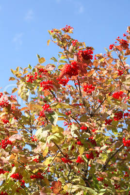 Red Viburnum