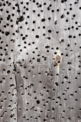 Holey Wooden Background