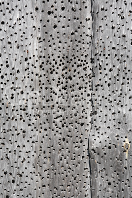Holey Wooden Background