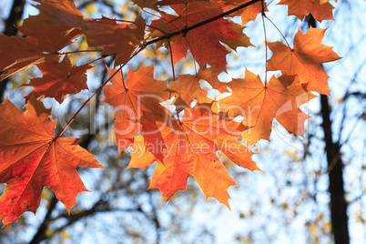 Autumn Maple Leaves