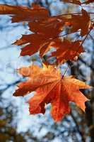 Autumn Maple Leaves