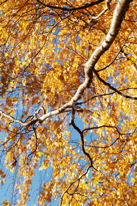 Birch In Fall