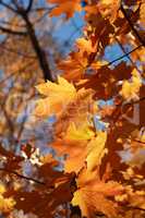 Autumn Maple Leaves