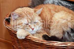 Ginger Cat In Basket