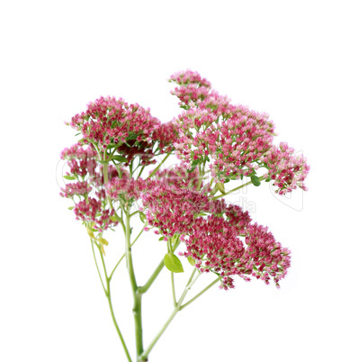 Pink Flowers On White