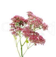 Pink Flowers On White