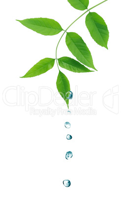 Green Leaves And Water Drops