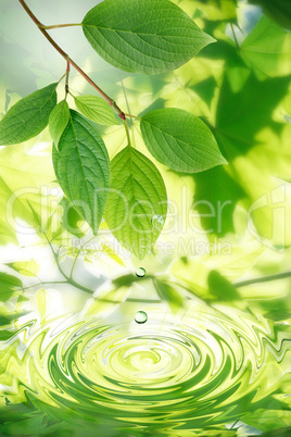 Green Leaves And Water Drops