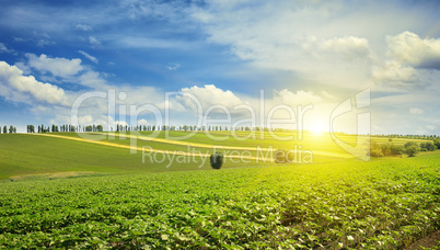 sunrise over a sunflower field