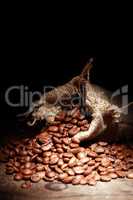 Coffee Beans In Sack