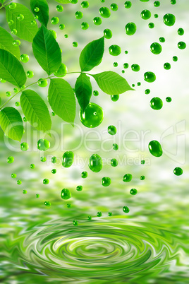 Green Leaves And Water Drops