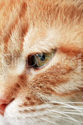 Ginger Cat Eye