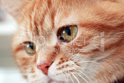 Ginger Cat Eye