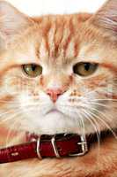 Ginger Cat Portrait