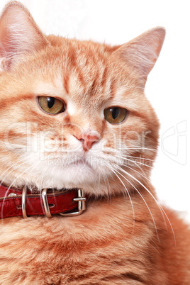Serious Ginger Cat
