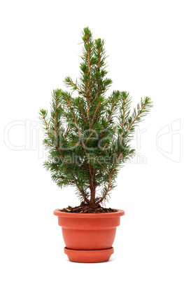 Fir In Pot