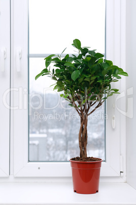 Ficus On Windowsill