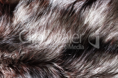 Fox Fur Background