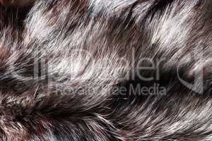 Fox Fur Background