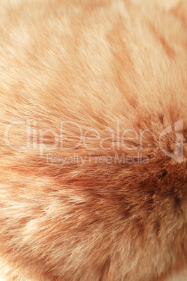 Ginger Cat Fur