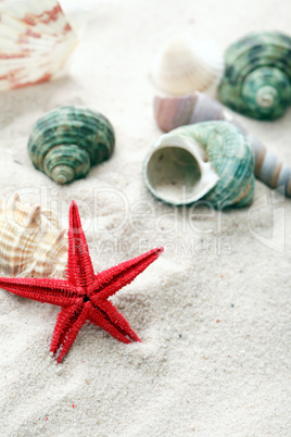 Shells On Sand