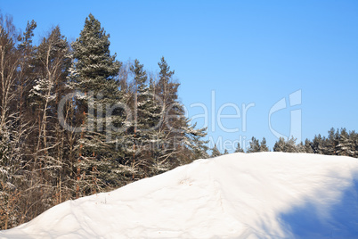 Winter Forest