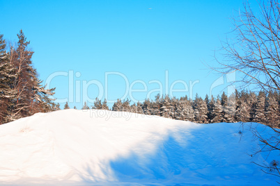 Winter Forest