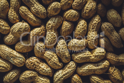 Fresh peanuts in shell