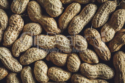 Fresh peanuts in shell
