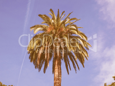 Retro looking Palm tree