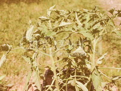 Retro looking Plug tomato plant