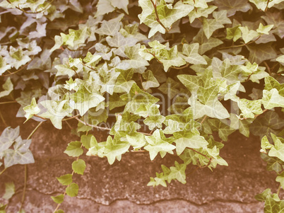 Retro looking Ivy