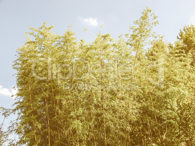 Retro looking Bamboo plants