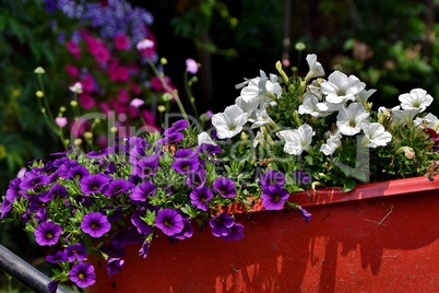 Violette und weiße Petunien