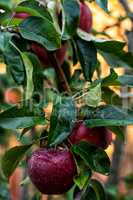 harvested crop rustic apples