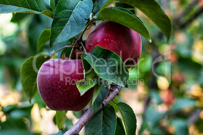 harvested crop rustic apples