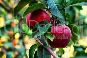 harvested crop rustic apples