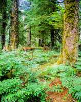 Forest, Oregon