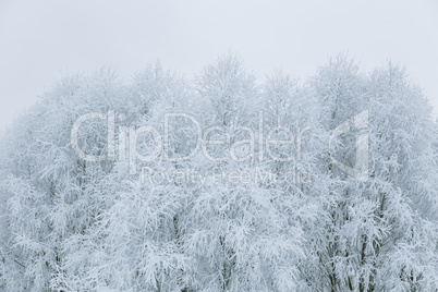 Tree branches in the snow