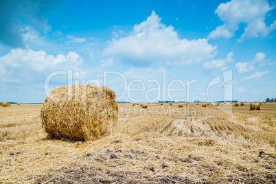 Straw bales on farmland