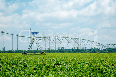 beet field watering machine