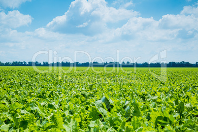 green field and blue sky